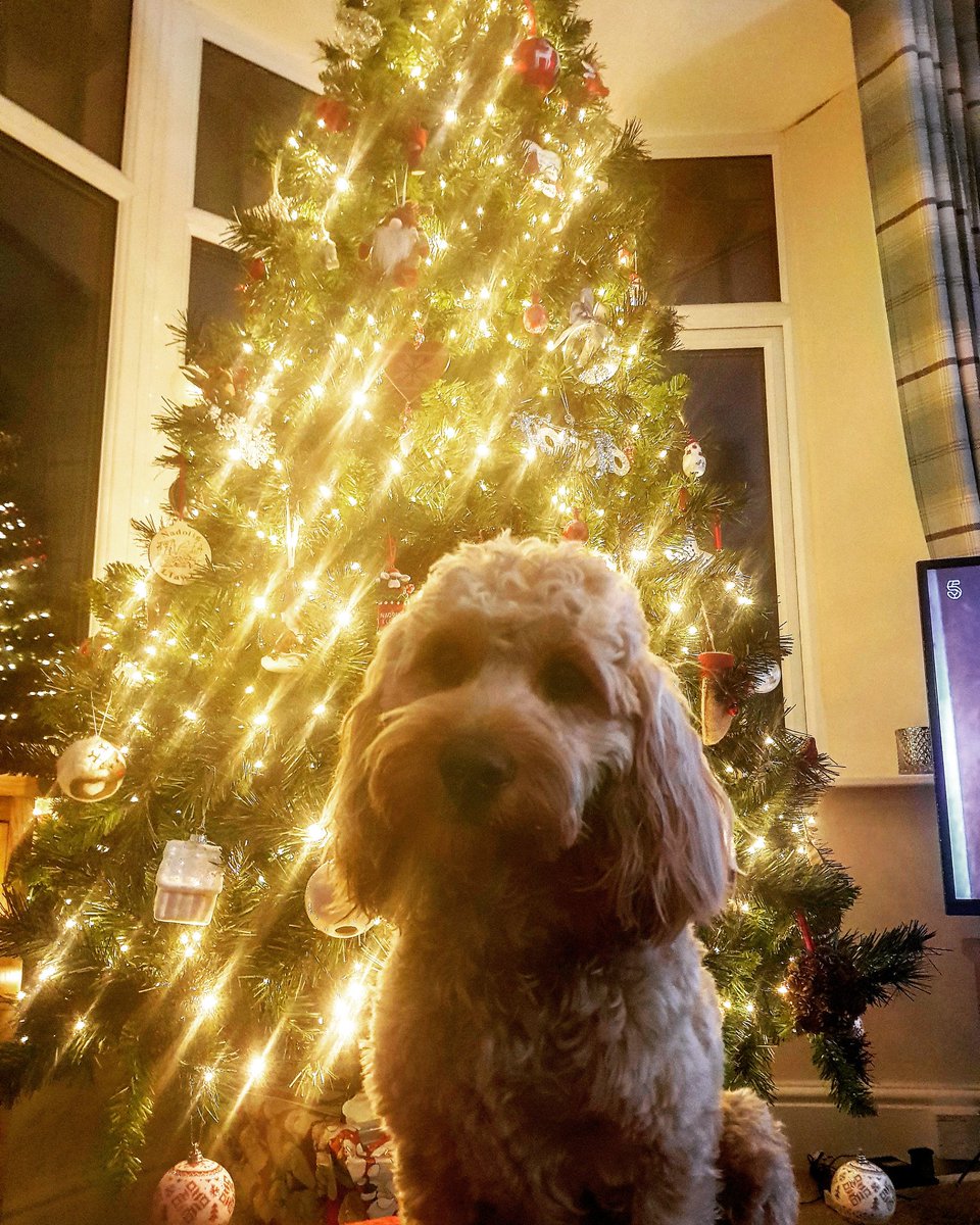 TheRBBltd's tweet photo. Doug getting in the christmas spirit. 🎄🎅 
You have 3 more chances to get your burger fix for 2018. Tomorrow  @Marina_Mkt then 22nd back at treorchy market and then the 28th vtrees festival 
#cockapoo #SouthWales #foodblogger #dogs #streetfood #swansea #food #Wales
@SwanseaHour https://t.co/EDby6FNGIK