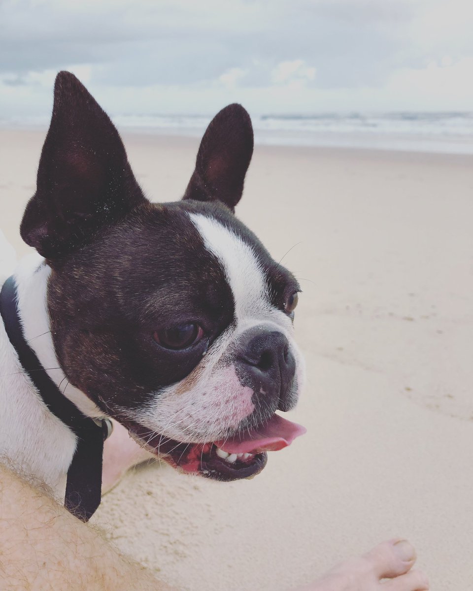 CathMayorMayNot's tweet photo. A quick walk on the beach with this guy before the Pawsome Pet Christmas Party @petwellnesscen2 today! #Prep4Peak ππΆβ€οΈ https://t.co/Wa3vxwctpp