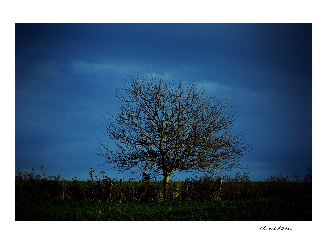 chuckmaddenpics's tweet image. Alone With Everybody. #endoffall #Bukowski #tree