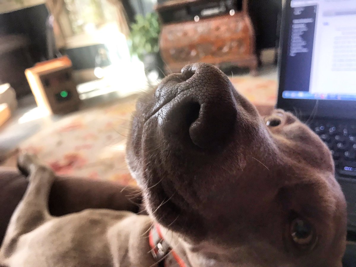 KSPrior's tweet image. #professorlife #amgrading #ortryingtoanyway