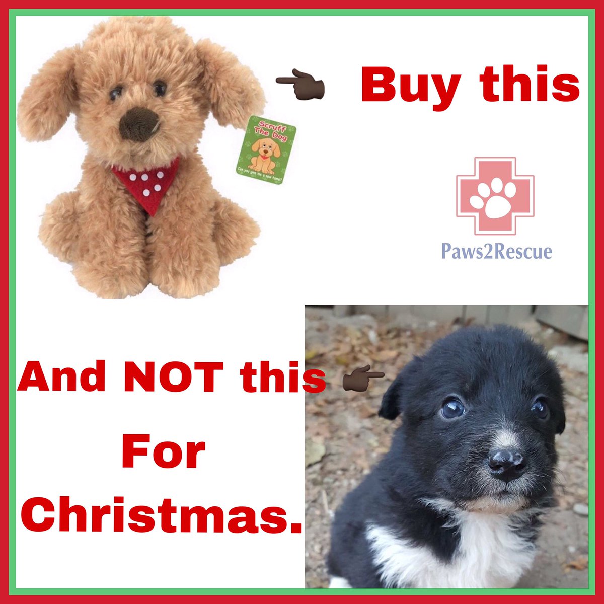 Please re-tweet and remind people not to buy puppies for Christmas.
