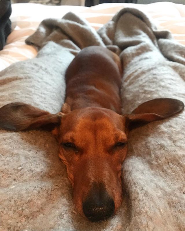 maxandhero's tweet photo. Saturdays we snooze 🐶💤 https://t.co/b9N8j0PNEX https://t.co/f1DMA2kWh1