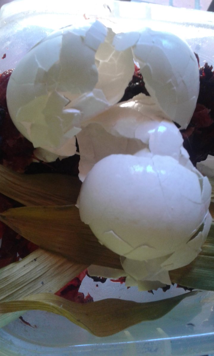 clauterenghi's tweet image. A la #compostera! Vos ya tenes la tuya? #organicos #rsu #SomosAmbiente @domingopeppo @mdcapitanich @mali_serrano @caceres_minpat @AmbienteChaco @minpatchaco @Educ_Amb_Chaco