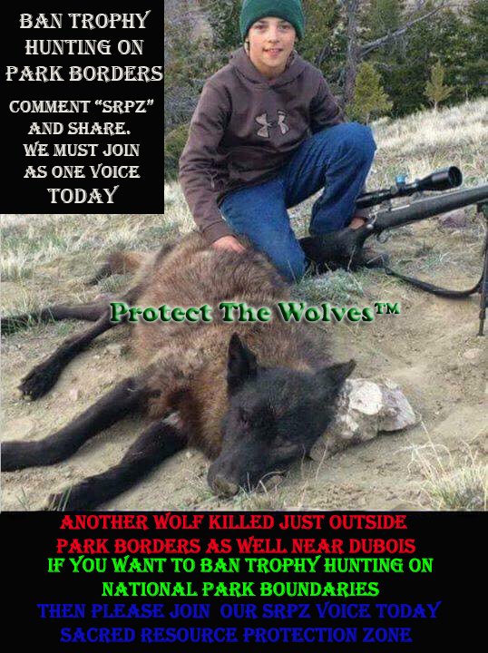 protectthewolve's tweet image. Join the Howl Today while we still have Yellowstone Wolves left to Protect. Dont let another park wolf fall. #protectthewolves #srpz #sacredresourceprotectionzone  continuetogive.com/protectthewolv…