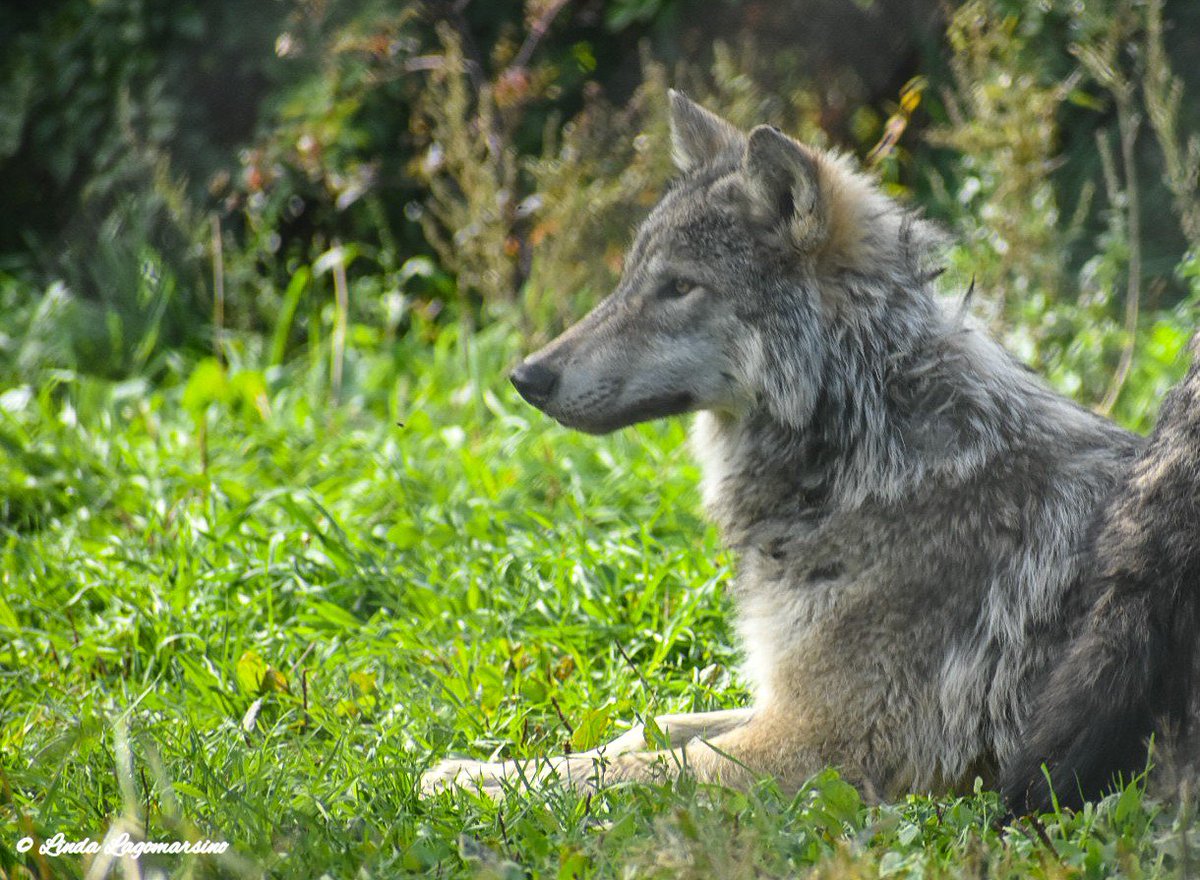 Coyotesongs1's tweet image. #Wolves #TopPredators #Essential #SentientBeing #WeAreAllConnected #IStandWithWolves ❤🐺❤🐾🐾