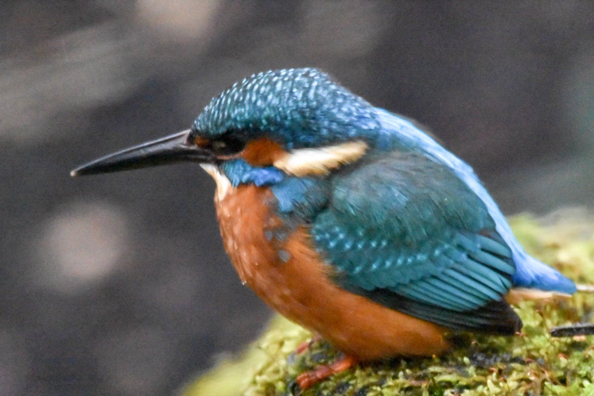diggums's tweet photo. cracking afternoon with the kingfisher  in the dull and the dank. #rbge #alcedoatthis @rbgenature https://t.co/riqUEMlMUO