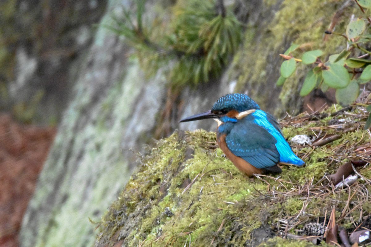 diggums's tweet photo. cracking afternoon with the kingfisher  in the dull and the dank. #rbge #alcedoatthis @rbgenature https://t.co/riqUEMlMUO