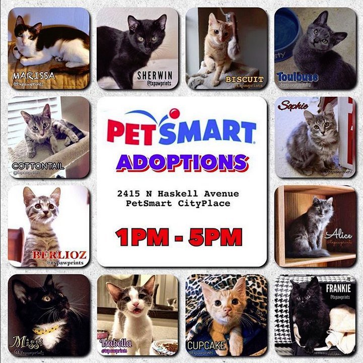 txpawprints's tweet photo. We're spending #caturday at the Petsmart on Haskell Ave in #Dallas from 1-5 pm.    The rain can't stop us! 🌧️☂️

Come find your new #cuddlebuddy today!  

#AdoptDontShop #Fortheloveofpets #picme #adoptlove #adoption #dfwcats #dallascats #catsofdallas #furbaby https://t.co/79YZtYoUNi