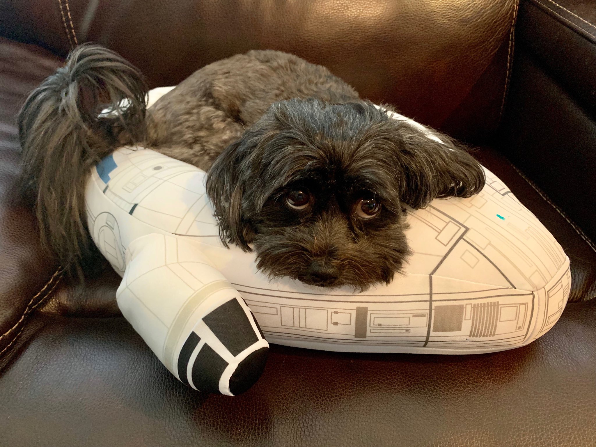 millennium falcon dog bed
