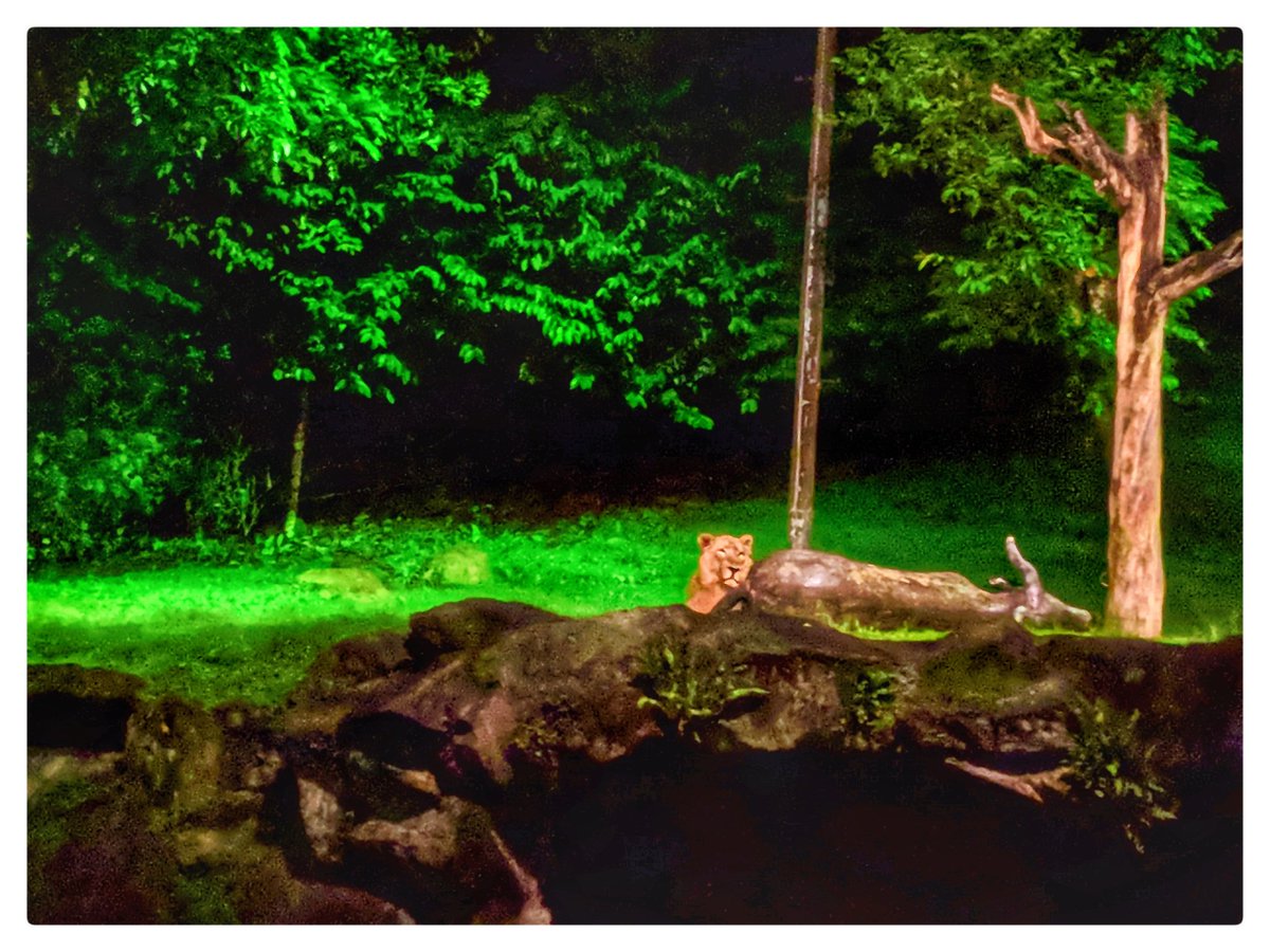 shantanugupta's tweet photo. • THE LION KING •
#nightsafari #Singapore
#tourist #wildlife #openspace #fear #nature #unbelievable #manmademarvel #sustainability #crazy #teampixel #nighsight #Pixel3XL https://t.co/DMgalilLhs
