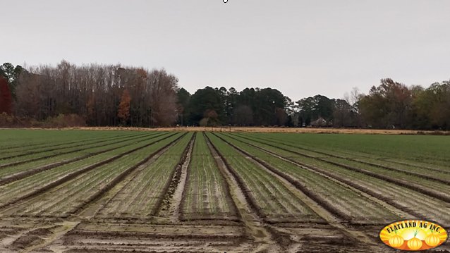 Bjptweet's tweet photo. Onion babies looking good! #gottobencagriculture #goodnessgrows #nconions #flatlandsweets #thesweetonionwithflavor #supportfarmers #farmersfeedtheworld https://t.co/GNJNbNcAm8