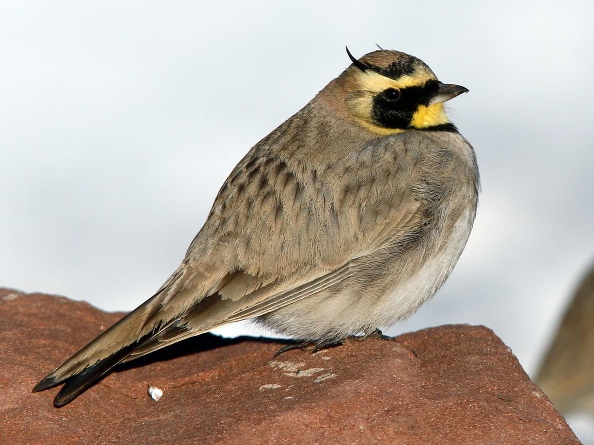 specialagentCK's tweet photo. There are a whopping 42 subspecies of the horned lark, which is known as the 'shore lark' in Europe. As you can tell from the eponymous protrusions on the lark's head, this bird is closely associated with the devil, and, therefore, overwinters in Hell. #virtualaviary https://t.co/R0fUnJGpHk