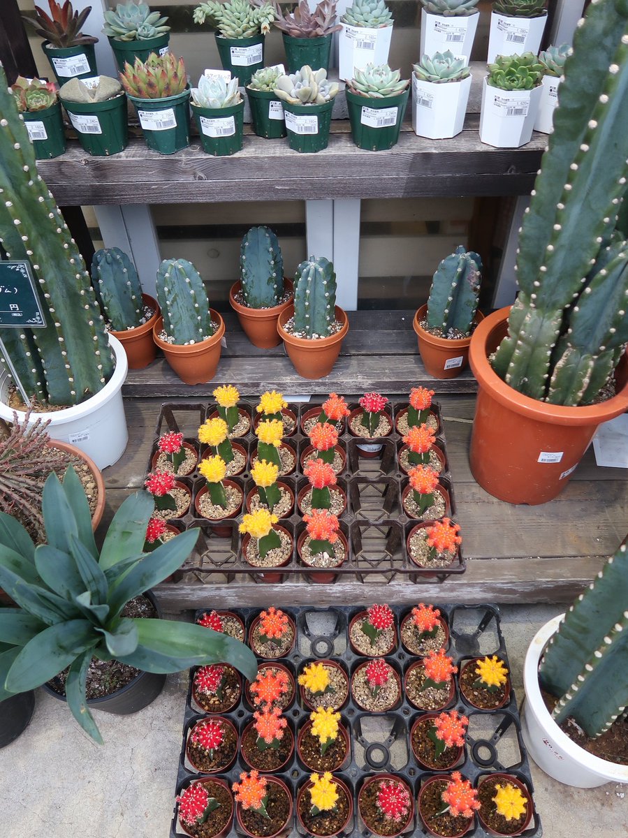 プロトリーフガーデンアイランド