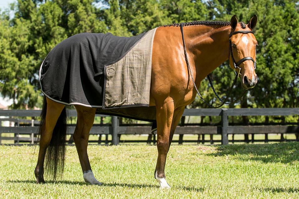 BRblankets's tweet photo. 🎄 HOLIDAY  #GIVEAWAYS 🎄
To Celebrate Joining Twitter, We Have Decided To Do A #Giveaway!
‼️‼️We Are Giving Away TEN $50 Gift Cards‼️‼️
(How To Apply In The Comments Below)
#HolidayShopping #HolidayGiveaway #HolidayGiftGuide #Horses #HorseBlankets #HorseClothing #Retweet #Follow https://t.co/LrDEsVI6fh