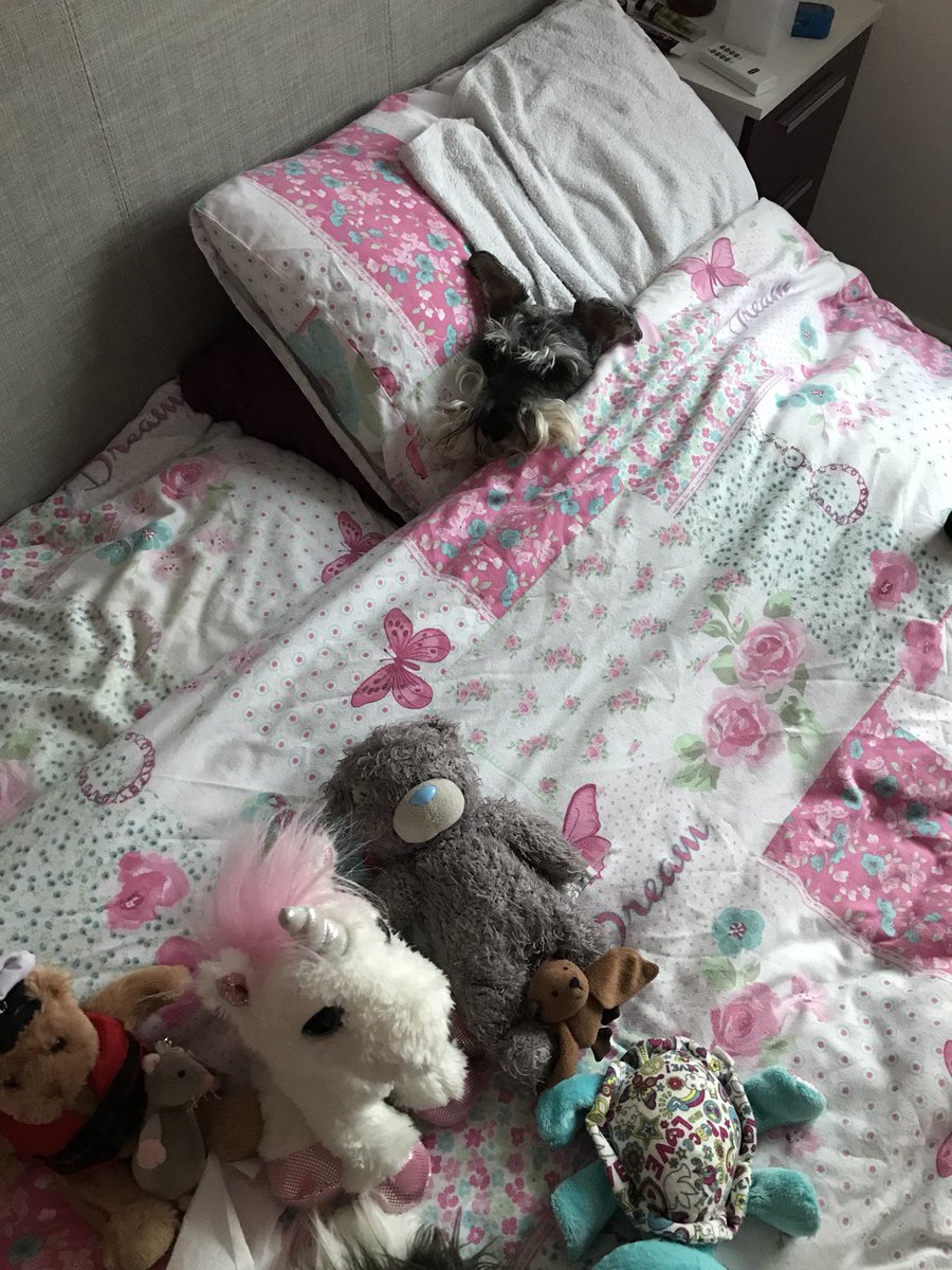 _Rufus_Dog_'s tweet photo. Hoomum... βRufus... Rufus? Where are yo-...β
Me... βOh hey dere...β #schnauzergang #schnauzeroftwitter #dogsoftwitter #Ismeinnit https://t.co/fuphEB57ts