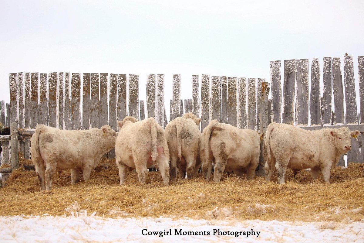 #Charolais #bullcalves #prouseranch