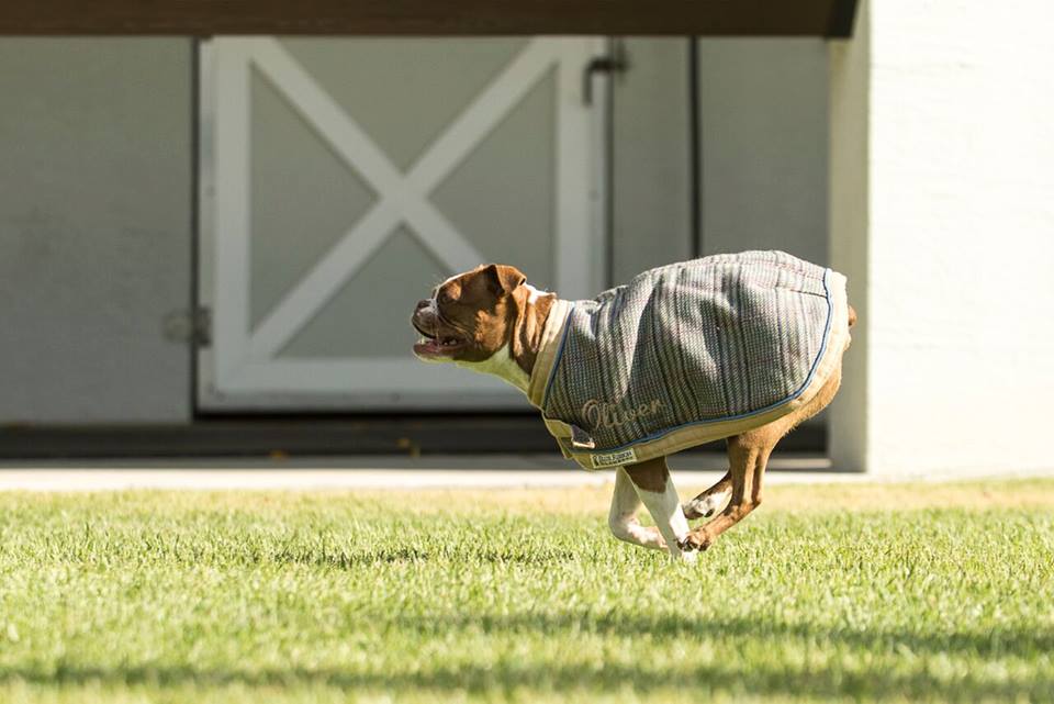 BRblankets's tweet photo. ❤️Did You Know Your #Dog Can Match Your Horse?! 
We Offer #CUSTOM made #DogBlankets!! Custom Colors, Sizes and #Monogramming!
Here Are A Few GREAT Examples 😁 
DM Us For More Information! Or Check Out Our Facebook OR Website As well!
#HorseBlankets #DogJackets #DogClothing #Dogs https://t.co/maNF8Lzqes