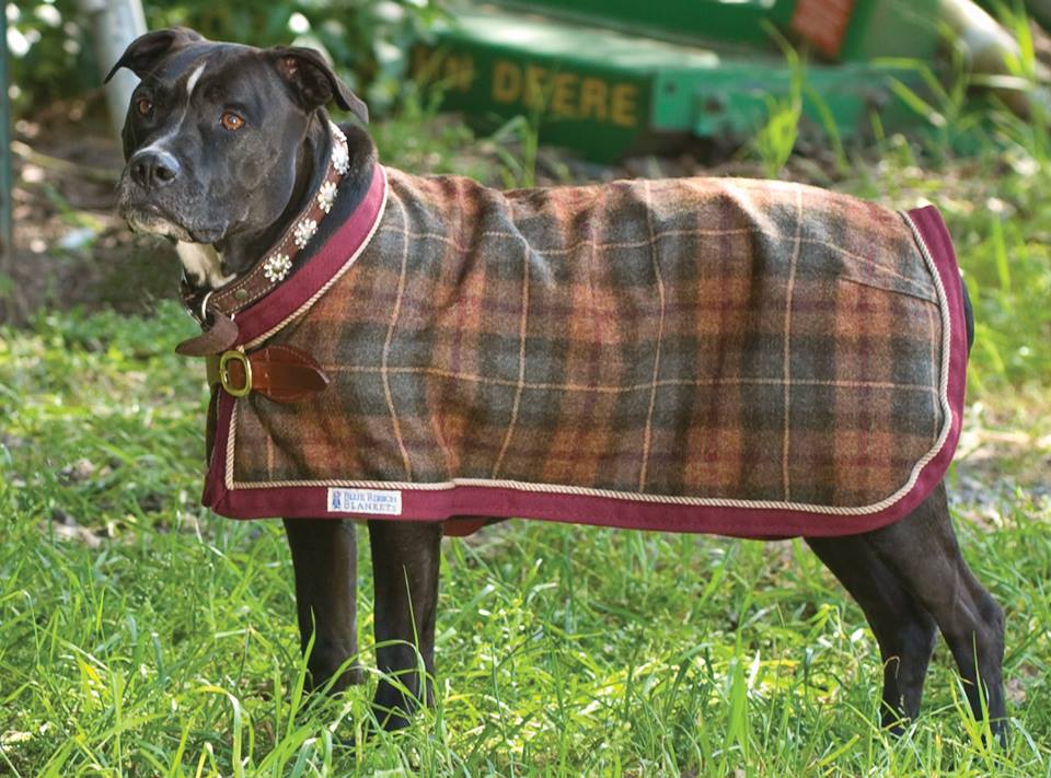 BRblankets's tweet photo. ❤️Did You Know Your #Dog Can Match Your Horse?! 
We Offer #CUSTOM made #DogBlankets!! Custom Colors, Sizes and #Monogramming!
Here Are A Few GREAT Examples 😁 
DM Us For More Information! Or Check Out Our Facebook OR Website As well!
#HorseBlankets #DogJackets #DogClothing #Dogs https://t.co/maNF8Lzqes