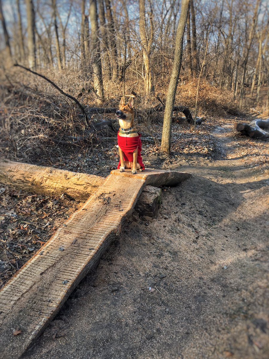 Backyard_Trails's tweet photo. Technical Trail Features (TTF)s are fun! To build 💪🔨 ride 🚲💨 dogs like them too 🐕 https://t.co/cMWh06Qx6Y