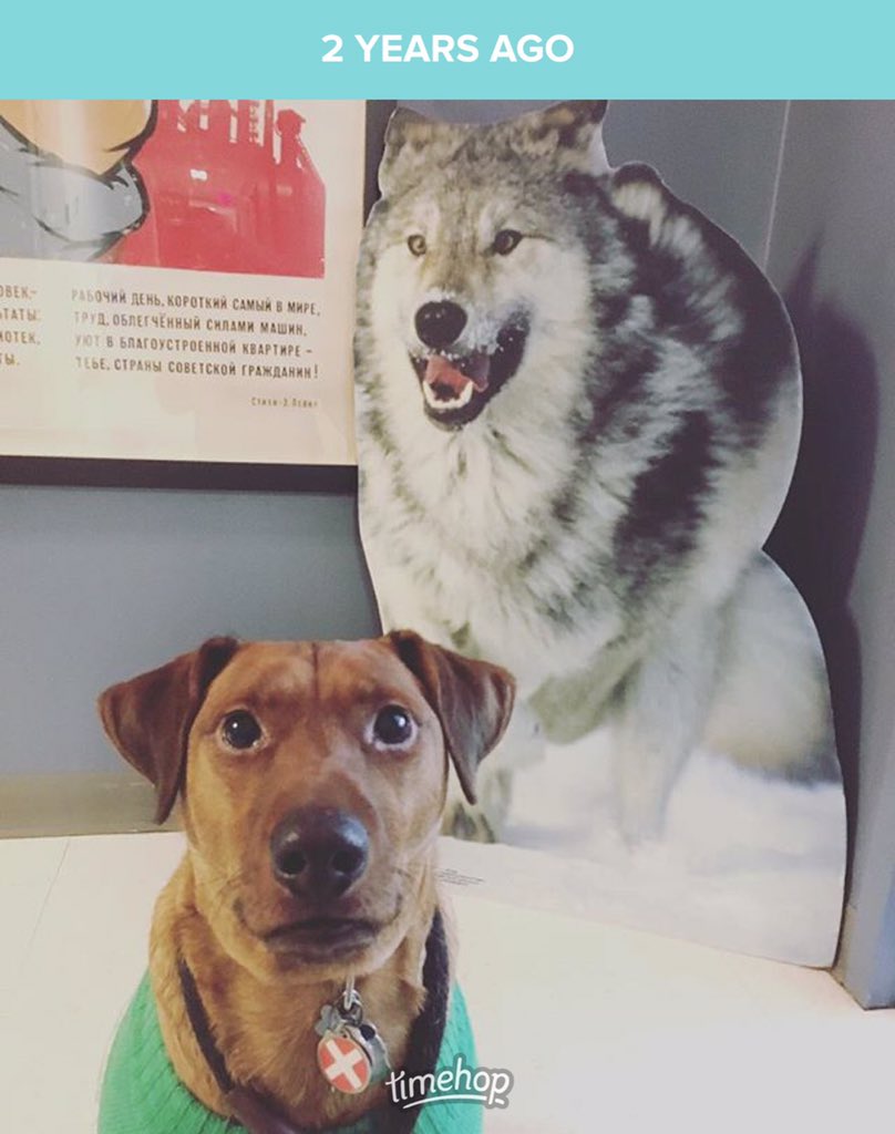 Dogtor of Philosophy tweet media