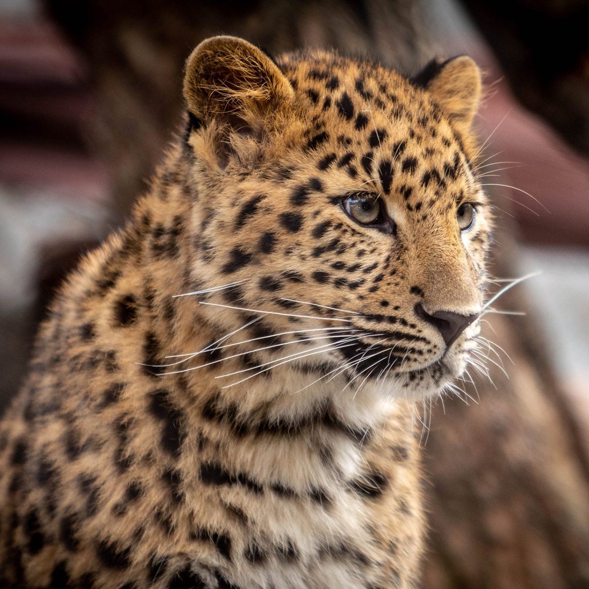 San Diego Zoo (@sandiegozoo) on Twitter photo 2018-12-08 19:00:47 Youve cat to be kitten me! Dorothy and Maryanne are growing by leaps and pounds. ๐ธ๐ธ #ReallyFelineThesePuns #Caturday ๐ทs: Nicholas Hyde, Debbie Beals Youve cat to be kitten me! Dorothy and Maryanne are growing by leaps and pounds. ๐ธ๐ธ #ReallyFelineThesePuns #Caturday ๐ทs: Nicholas Hyde, Debbie Beals