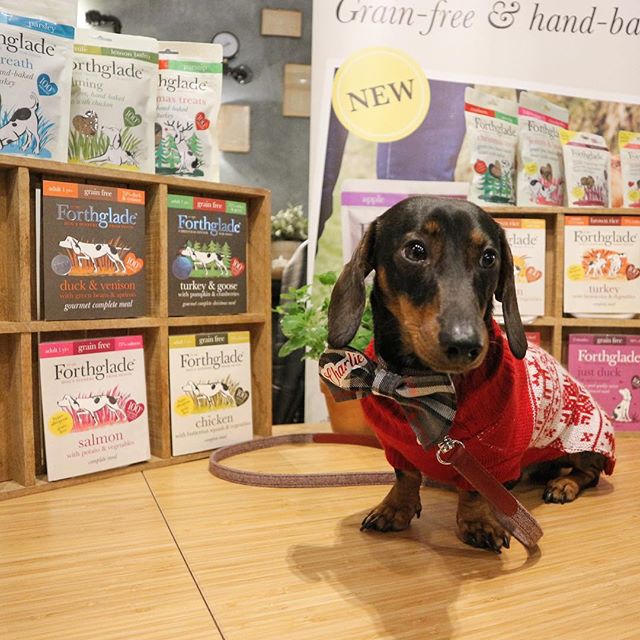 CharlieSausage's tweet image. Mum? I hope you are getting me all these yummy treats and food from forthglade right? 😋 .
.
.
#forthglade #dogsofiglondon familiarkin