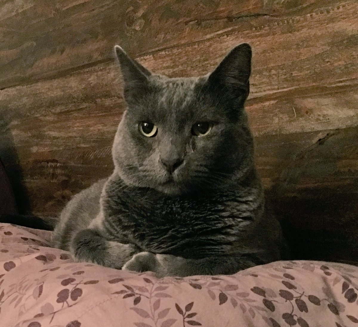 SneezyMonster's tweet image. #MeowLife #ChompLife #SurpriseTweet