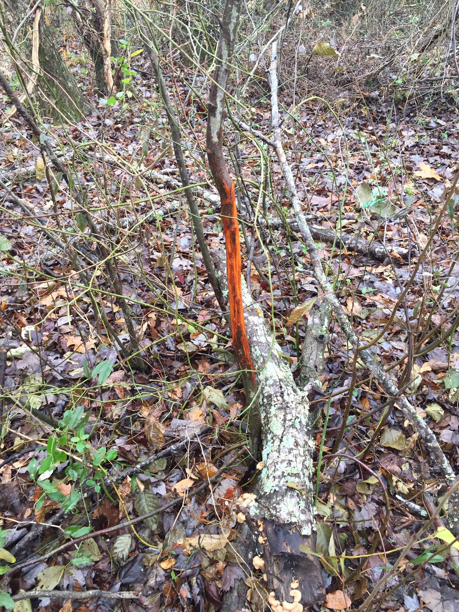 krisfrombama_xx's tweet photo. @WassmannBill @ChadMur33967498 @paioutdoors Thank you for checking on me. It was a long, wet cold day that ended without seeing any deer again, but I saw some great fresh #bucksign & ole #slewfoot is definitely coming through there so I’ll be back there soon. I’ve got to catch him slipping, so I’m not giving up. #Persist https://t.co/6Hh78KgCf4