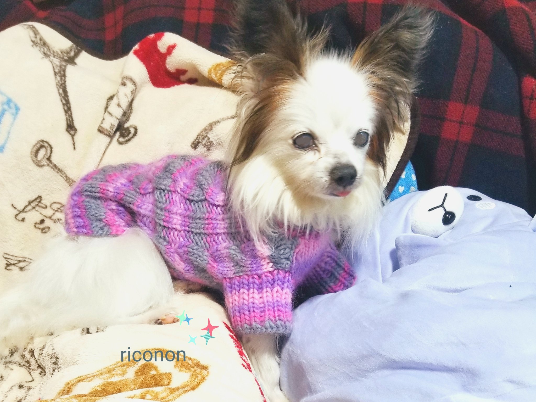 犬ニット Twitter Search Twitter