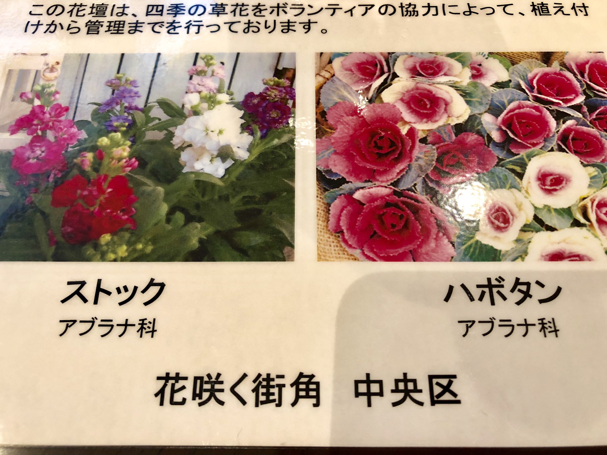 花咲く街角 Twitter Search Twitter