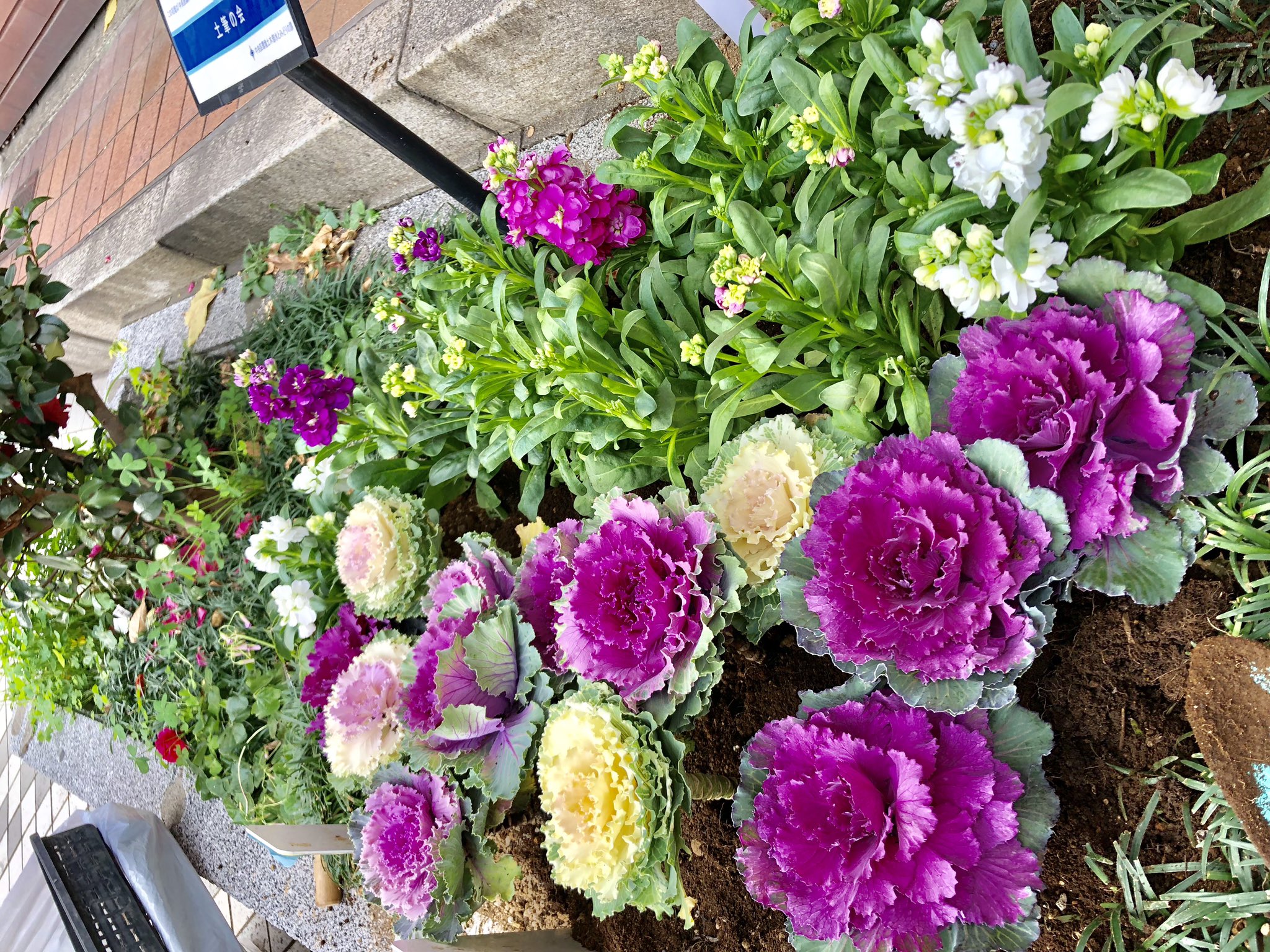 花咲く街角 Twitter Search Twitter