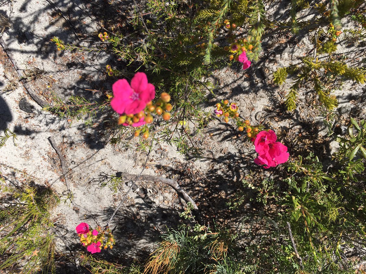 Blooming beauty in Birak (early summer in the Noongar calendar) at Eneabba #NoongarCountry #BiodiversityHotspot