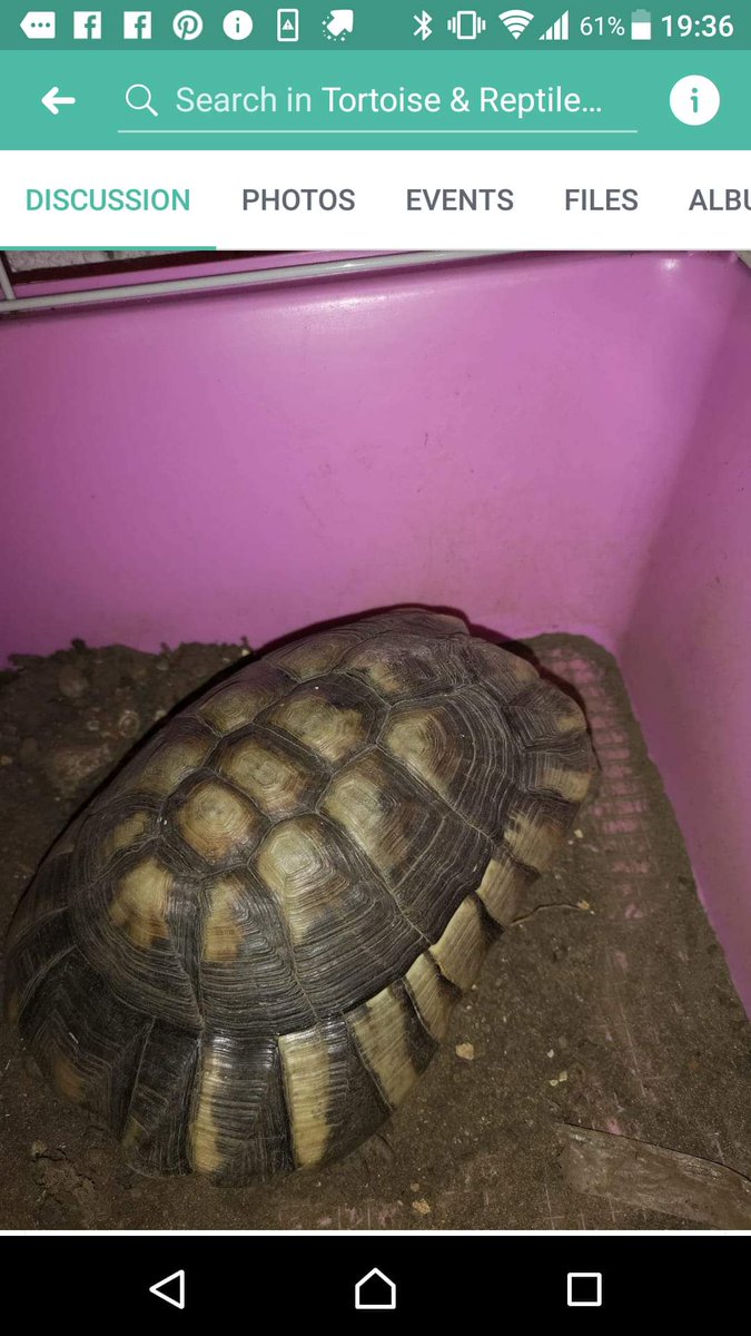 TortProtection's tweet photo. #lost #found #tortoise #skellingthorpe https://t.co/BcLVEEBydt