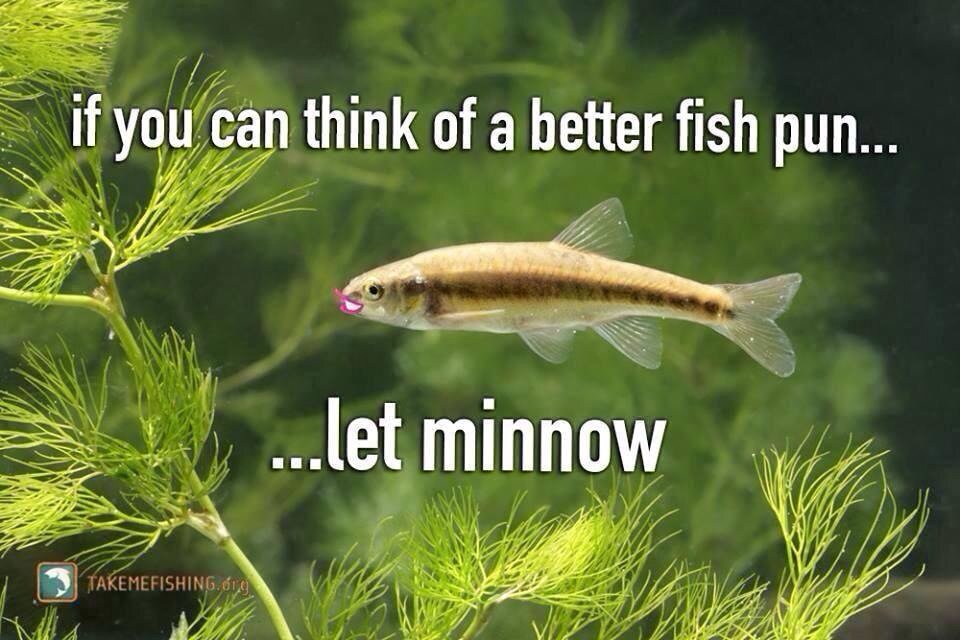 TheFishShit's tweet photo. We love a good fish joke! 
 Fish Sh!t  is derived from feeding tilapia a proprietary mix of feed that when digested lends itself nicely to bacteria and microorganism  production/growth under proper conditions.  
.
.
.
.
.
  
#fishshit
#fishheadfarms https://t.co/4Y4cDa2xIf