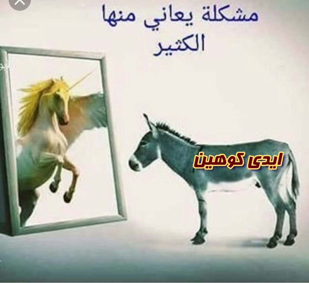 WeshahF's tweet photo. @EdyCohen اعرف حالك انت حمار حقيقة https://t.co/GxALvBWFvt