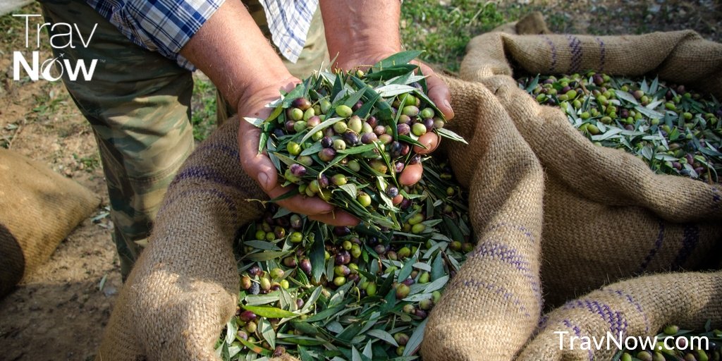 Trav_Now's tweet photo. Enjoy the olive harvest, now through early February in #Crete #Greece!
#Chania #Kolymvari #olives #oliveoil #oilharvest #harvest #evoo #greeks #greek #visitgreece #travel #lovetotravel #booknow #savenow #travnow #travagent #blockchaintravel #wanderlust #familytravel #vacation https://t.co/xkzP9dvIVm