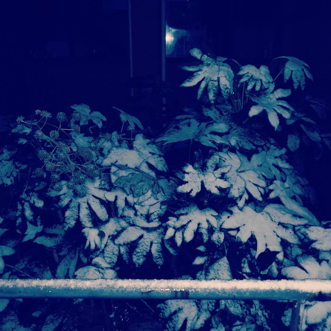 Snowing ❄️in Shanghai 2018
