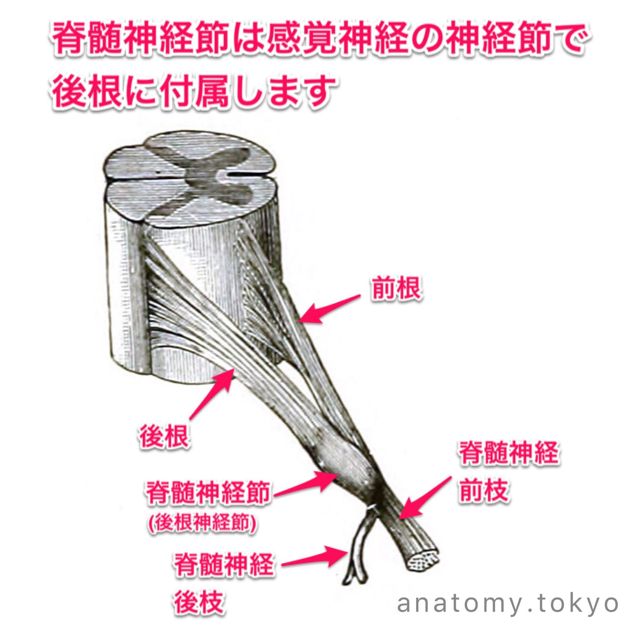 基礎・臨床解剖学 脊柱 脊髄 自律神経　エンタプライズ 基礎・臨床解剖学 脊柱 脊髄 自律神経 | グレゴリー・クレイマー