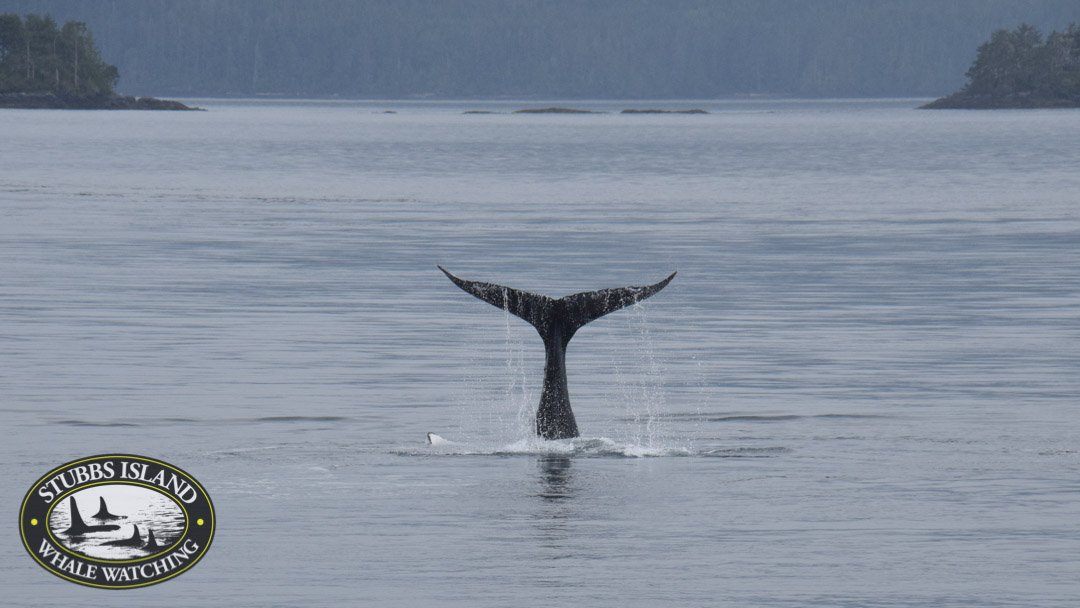 You never know what sight might steal your eyes. #whalewatching #telegraphcove #explorevancouverisland stubbs-island.com