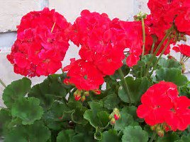 CalPlantLady's tweet photo. Gardens - Use annuals for color around new landscaping. These quick bloomers add color until your perennials have time to fill in. https://t.co/vkk3e2ryjE