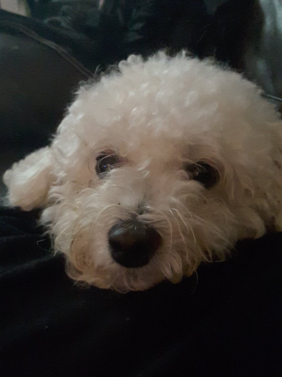 All grown up but still has lots of puppy love #bichon #dogs #puppy