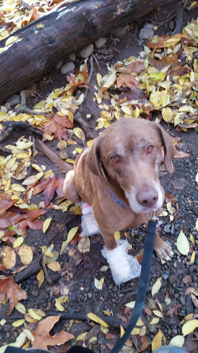 sfspca's tweet image. All of the #CampFire dogs in our care have found their families, except for this boy! He was found in Deadwood, Butte County, near Highway 70. He’s about 6 years old and not neutered. If you recognize him, please call us at 415-554-3030 ❤️ ID: A40173333