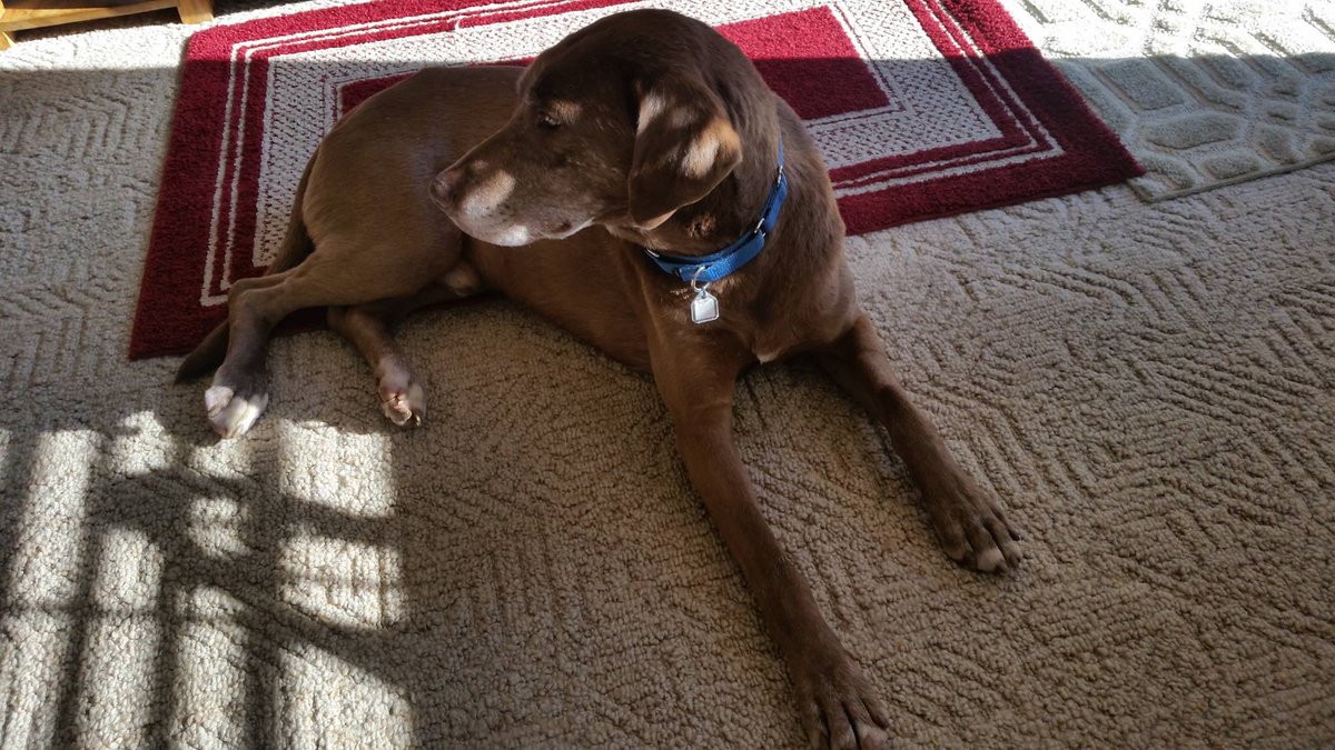sfspca's tweet image. All of the #CampFire dogs in our care have found their families, except for this boy! He was found in Deadwood, Butte County, near Highway 70. He’s about 6 years old and not neutered. If you recognize him, please call us at 415-554-3030 ❤️ ID: A40173333
