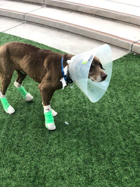 sfspca's tweet image. All of the #CampFire dogs in our care have found their families, except for this boy! He was found in Deadwood, Butte County, near Highway 70. He’s about 6 years old and not neutered. If you recognize him, please call us at 415-554-3030 ❤️ ID: A40173333