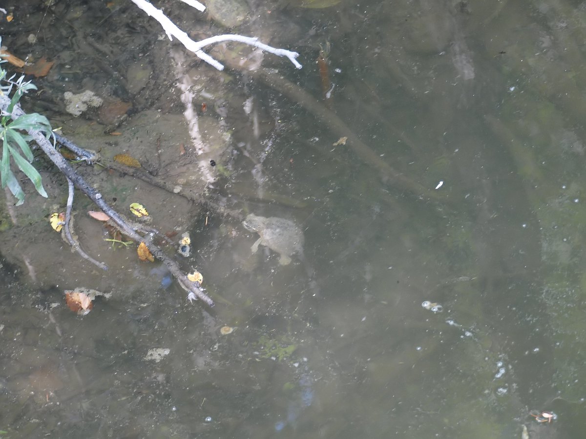 kala61857's tweet photo. Teeny Tiny Baby Musk Turtle
Darn hard to spot in the muddy water. Check out those round feet with toenails all around. The better to walk on the substrate
Eastern Musk Turtle "stinkpot" (Sternotherus odoratus)
https://t.co/JYsYGuMFtR
#WhiteRockLake #turtles #herps #MuskTurtles https://t.co/MZZzOoSgLB