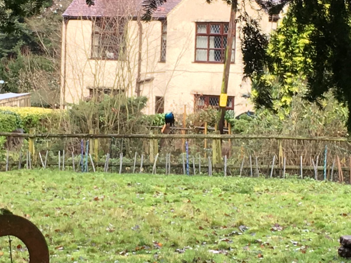 One of the peacocks at Pendeford Mill Nature Reserve
<a href="/AldersleyHighSc/">AldersleyHighSchool</a> 
<a href="/MoretonForest/">Moreton Forest</a> 
<a href="/MissCJRoss/">Miss Ross</a> 
<a href="/PendefordMill/">Pendeford Mill</a>