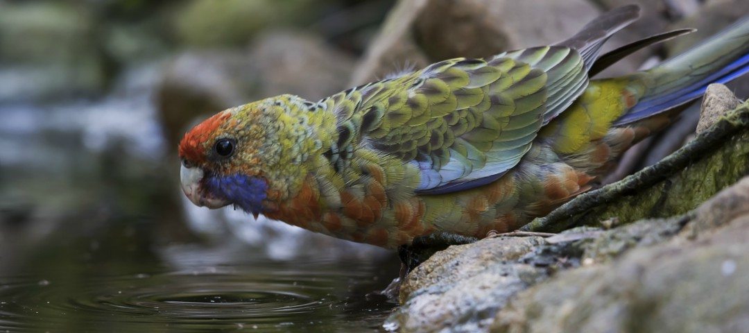 envirosanews's tweet photo. Have you heard weird and wonderful chirps in your backyard or in a national park, but you’re not sure which bird they came from? 
Find out here: https://t.co/gOgcWdHXaY 
@BirdLife_SA @southaustralia https://t.co/k54YC6x4K1