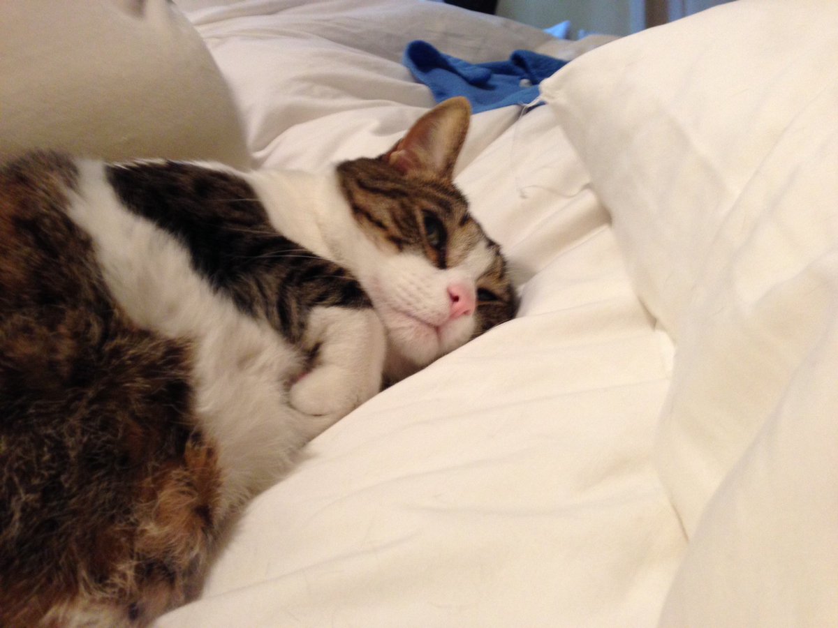 andibeth012's tweet photo. @PeterAskin1 @AntheaMur "Marley" 12 yrs #BlackPanther sleeps cradled every night in my arms, like a baby! "Henry" 12 yrs old who's favorite place is cuddling on our bed! Right next to me! #SrCats Rock👏❤️🤗🐾💖🐱🐾 https://t.co/OtEyTk5Q9r