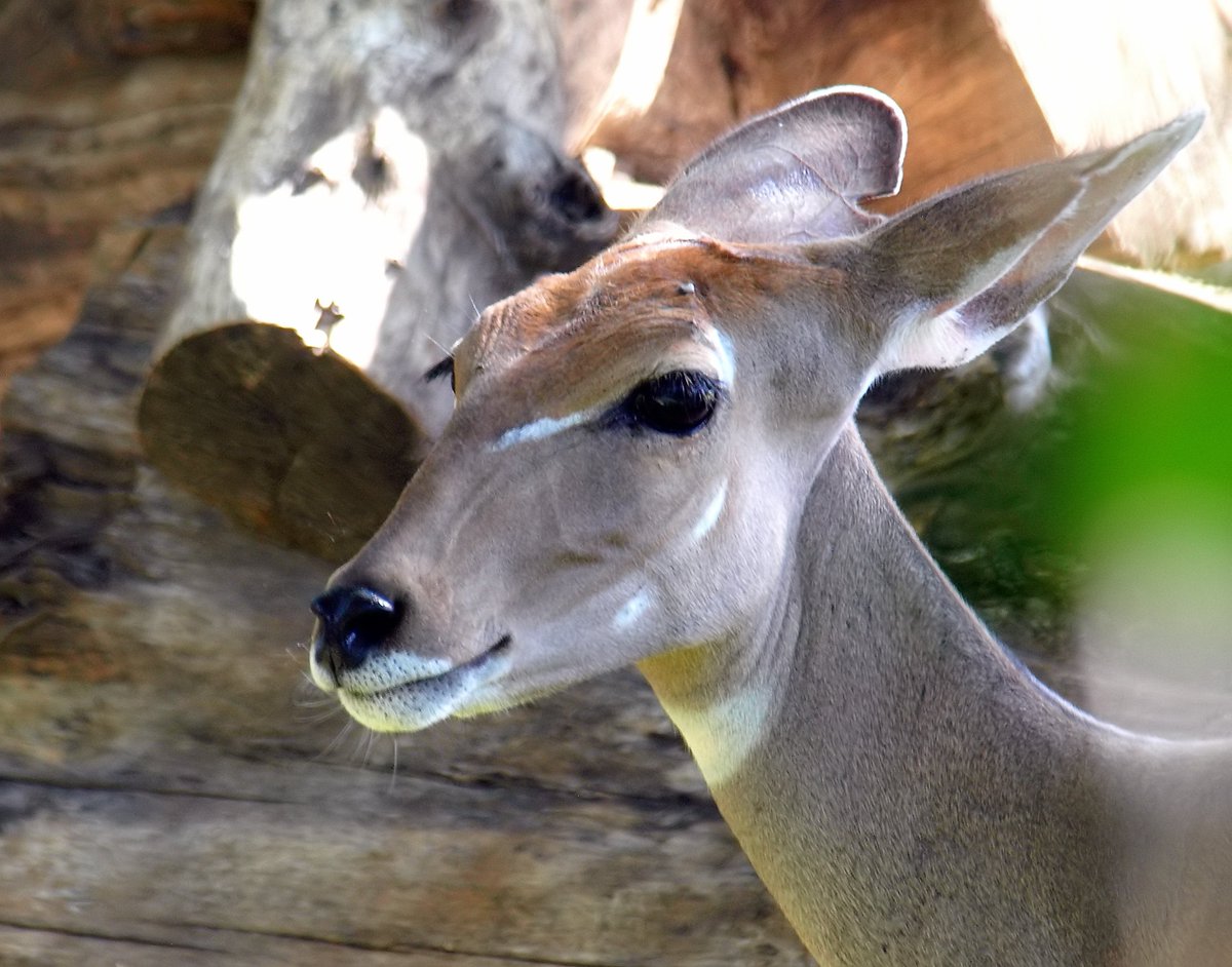 kala61857's tweet photo. These were very shy &amp; stayed out of sight.  Lesser Kudu are listed as near threatened
Female Lesser Kudu (Tragelaphus imperbis)
https://t.co/BHOfCruK1c
#FortWorthZoo #ZooAnimals #LesserKudu #animals #NativeToAfrica #zoo https://t.co/64tSPzfurJ