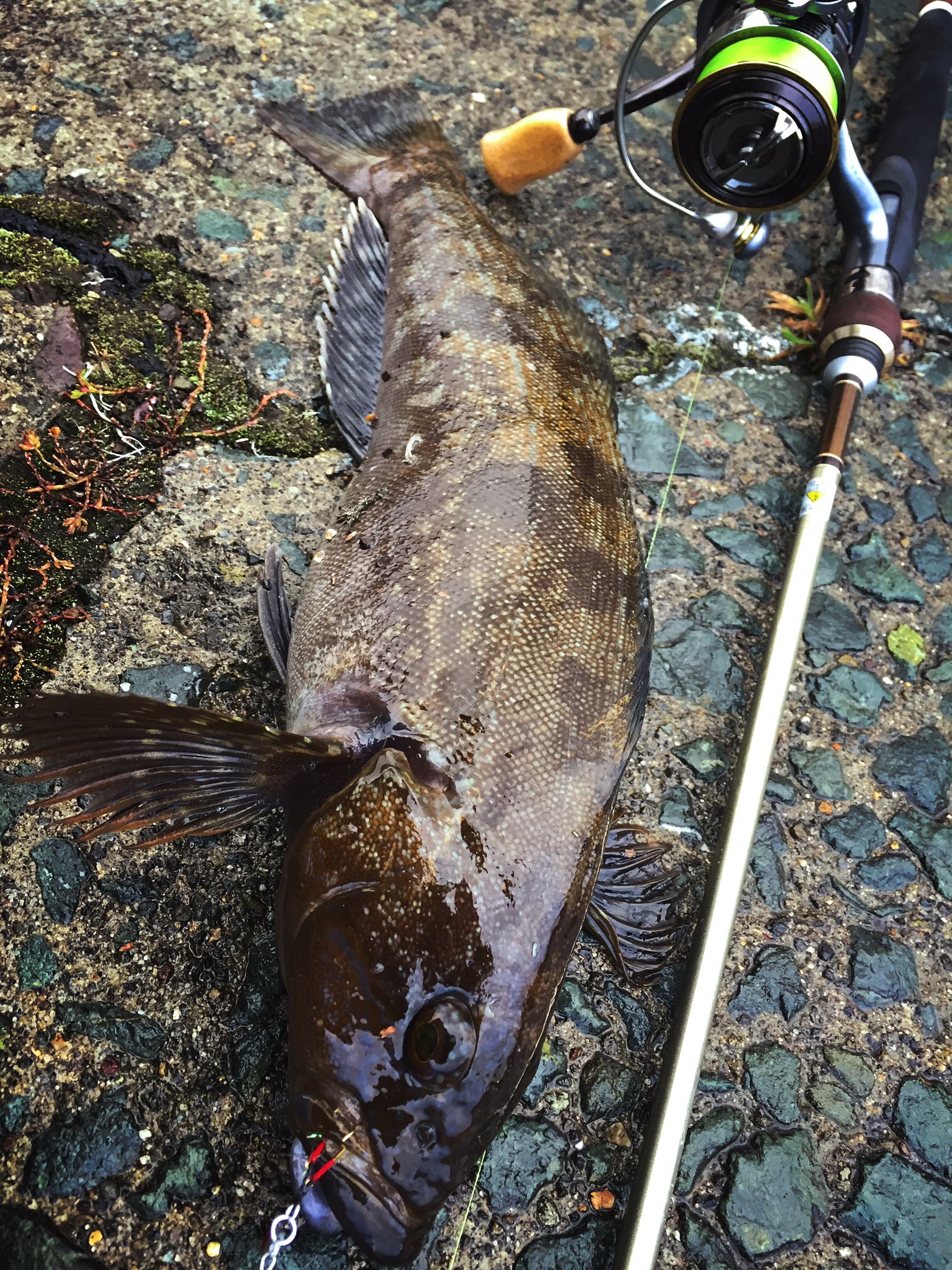 Peace どうしても欲しかったメ組70 アジングロッドとメバリングロッドのハイブリットって感じです O O ソリッドだけど 適度にシャンとしたロッド ブランクスもシルバーでナイトゲーム向きです O O メ組 常吉 村上晴彦 T Co